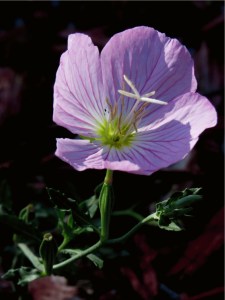 Photo by Cameron Lee