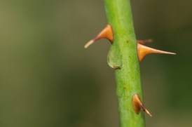 Gualberto107 / freedigitalphotos.net