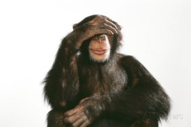 chimpanzee-hand-over-eyes-see-no-evil